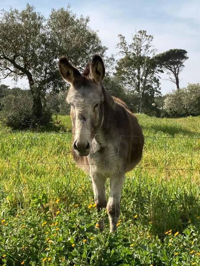 Is Conchisceddas Séjour à la ferme Gonnosfanàdiga